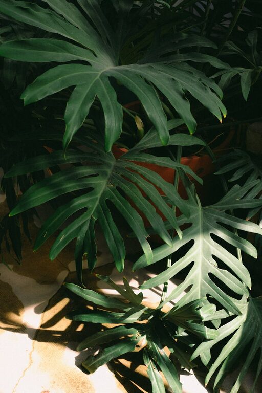 Consejos prácticos para mantener las plantas de interior saludables todo el año